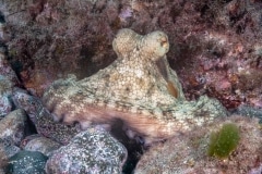 Octopus vulgaris - Pulpo