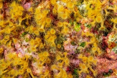 Parazoanthus axinellae -  Anémona amarilla incrustante