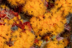 Parazoanthus axinellae -  Anémona amarilla incrustante
