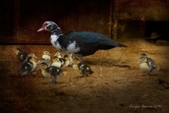 DSC_0184 - Version 2