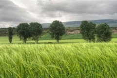 DSC_1156___tonemapped