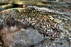 DSC_1628___tonemapped