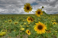 DSC_4293____tonemapped