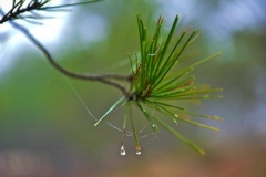 DSC_8400___tonemapped