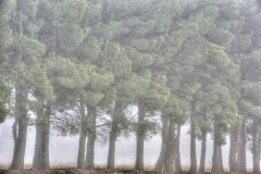 DSC_8452___tonemapped