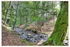 arbo 4