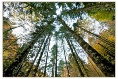 irati copas arboles-1