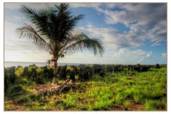 roatan 34
