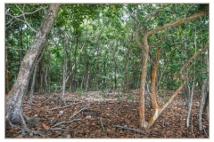 roatan 36