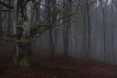 Niebla en Larrazpil