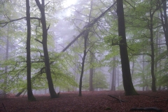 _APA1159 - Version 2