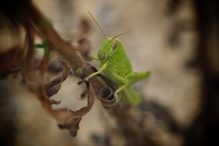 _APA7707 - Version 2