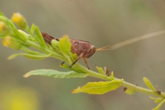 _APA7764 - Version 2