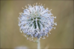 _APA7770 - Version 2