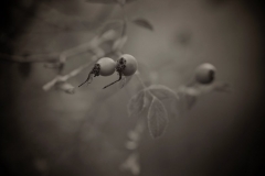 _APA7817 - Version 2