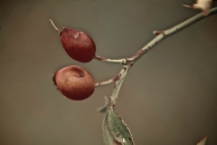 _APA7819 - Version 2