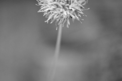 _APA7723 - Version 2