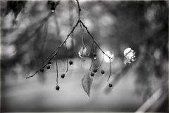 271225L1002435-0963-Editar-4