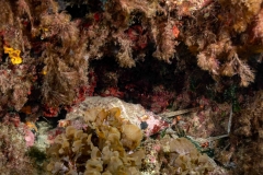 Cerithium vulgatum - Ceritio