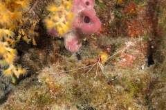 Lysmata amboinensis