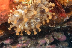 Actiniaria Anémona