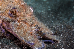 Scyllarides latus - Langosta Canaria