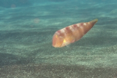 Pez Pejepeine - Xyrichtys novacula