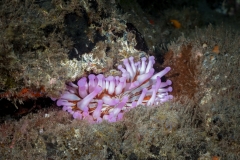 Actiniaria Anémona