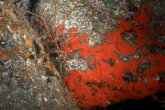 Cangrejo araña - Stenorhynchus seticornis