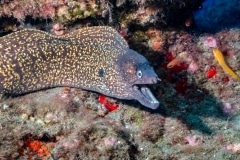 Morena pintada - Muraenidae