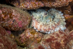 Pulpo