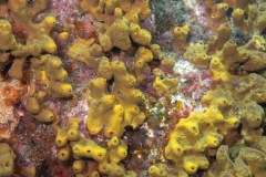 Verongia aerophoba - Verongia