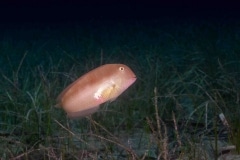 Pez Pejepeine - Xyrichtys novacula