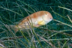 Pez Pejepeine - Xyrichtys novacula