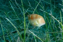 Pez Pejepeine - Xyrichtys novacula