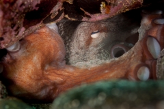 Pulpo 130718APA_0254-2776