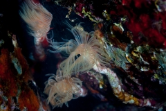 Gusano tubícula 130718APA_0276-2798
