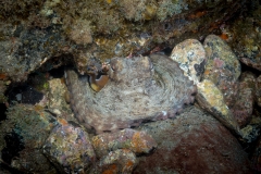 Pulpo 130719DSC01627-3830