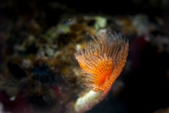 Gusano tubícula 140718APA_0047-2351