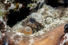 Pulpo 140718APA_0061-2365