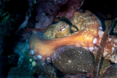 Pulpo 140718APA_0075-2379
