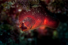 Halocyntia papillosa - Ascidia roja