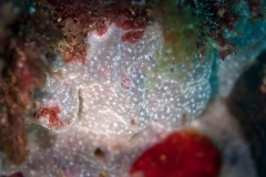 140718APA_0085-2388