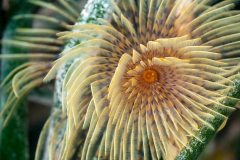 Gusano tubícula 150718APA_0165-2461