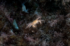 Cangrejo peludo 150718APA_0176-2471