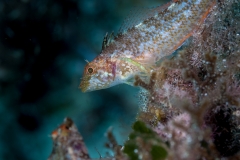 Caboso 150718APA_0179-2474