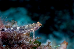 Caboso 150718APA_0180-2475