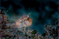 Caboso 150718APA_0185-2480