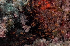 Paracentrotus Lividus - Alfonsito