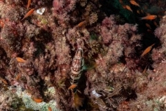 Serranus scriba - Vaquita